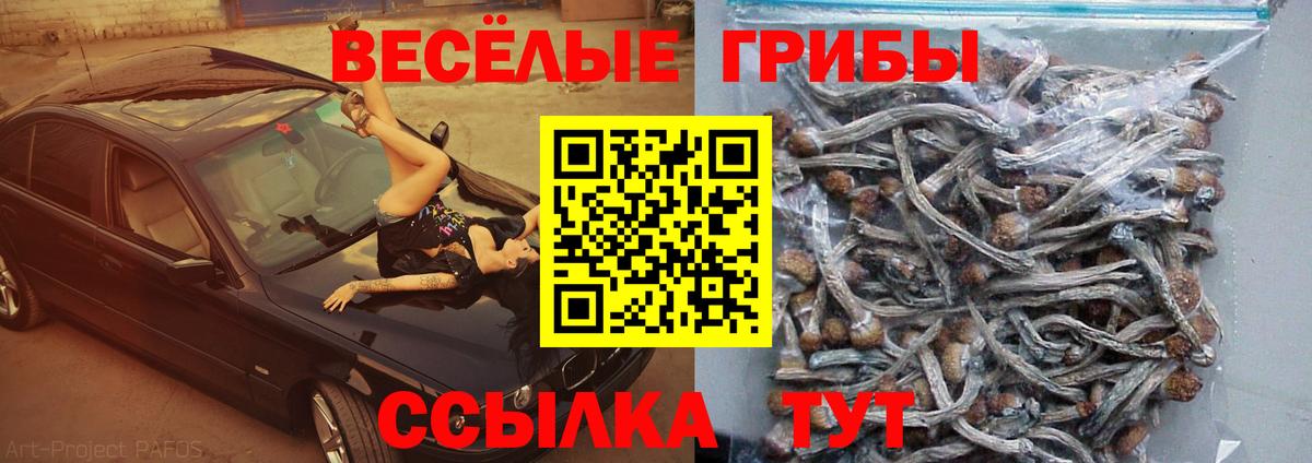 Галлюциногенные грибы Psilocybe Сальск